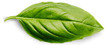basil-leaf.png