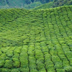 Green tea nilgiris